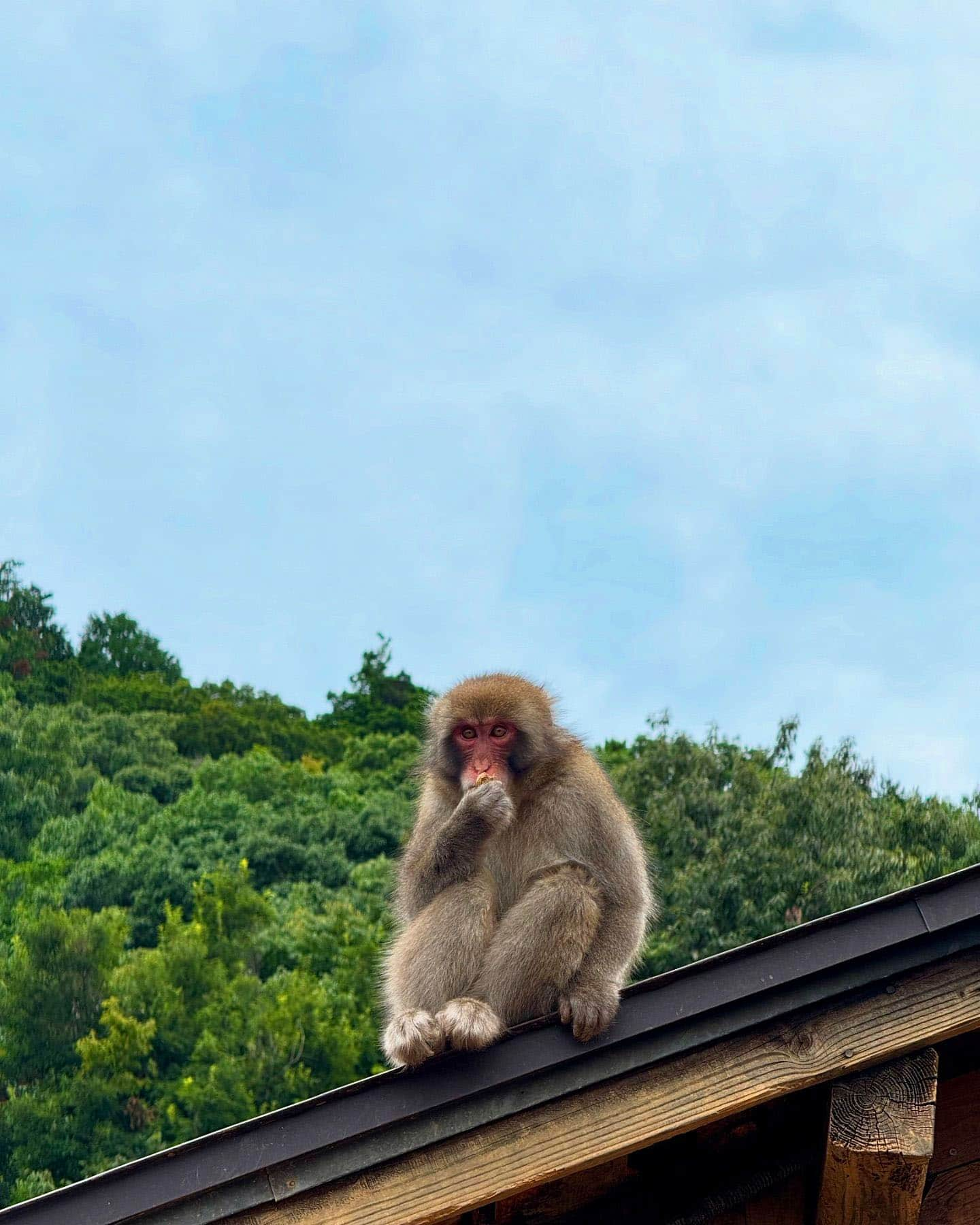 Arashiyama Bamboo Grove Monkey, Japan