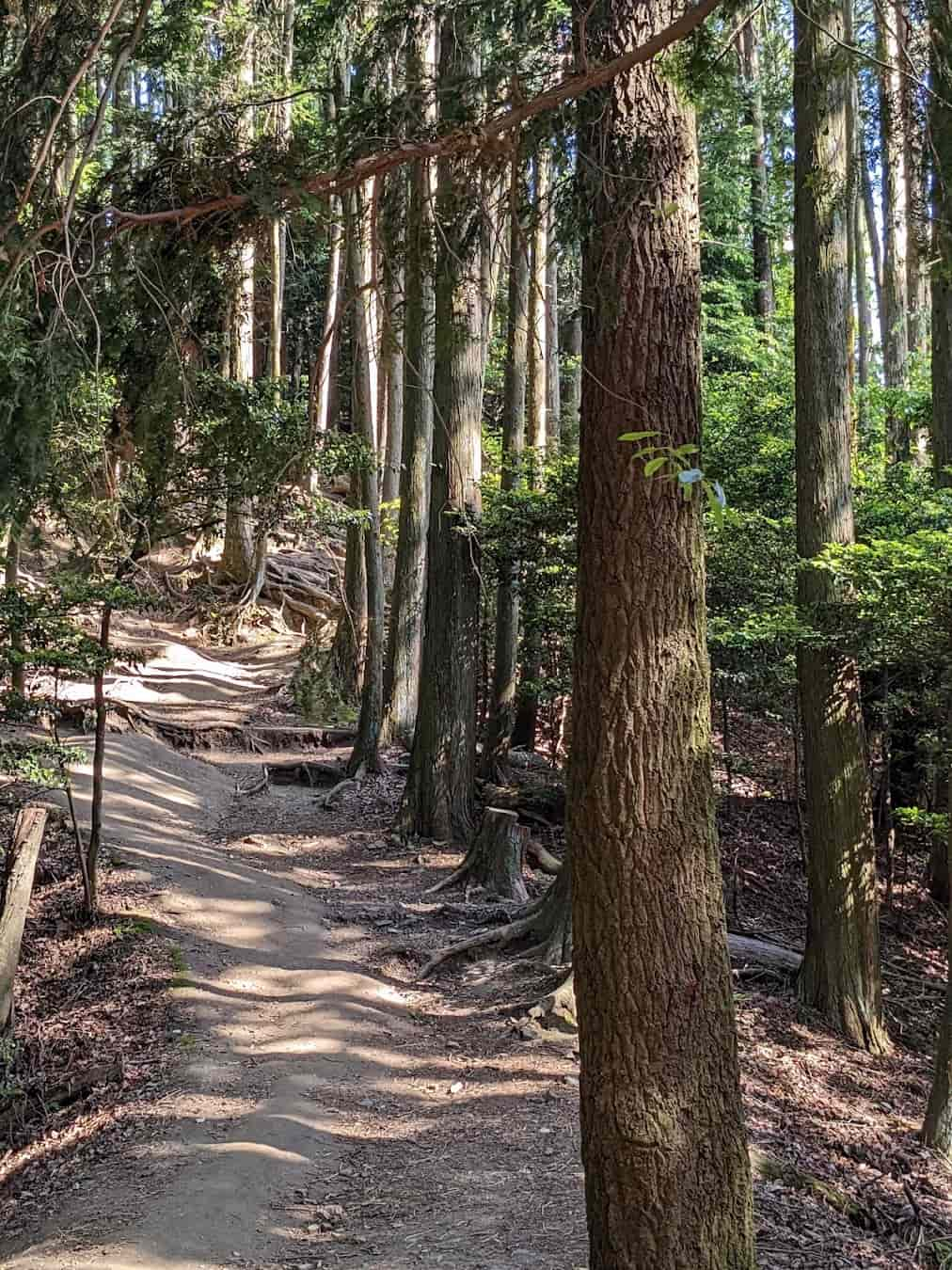 Daimonji Mountain Forest, Japan