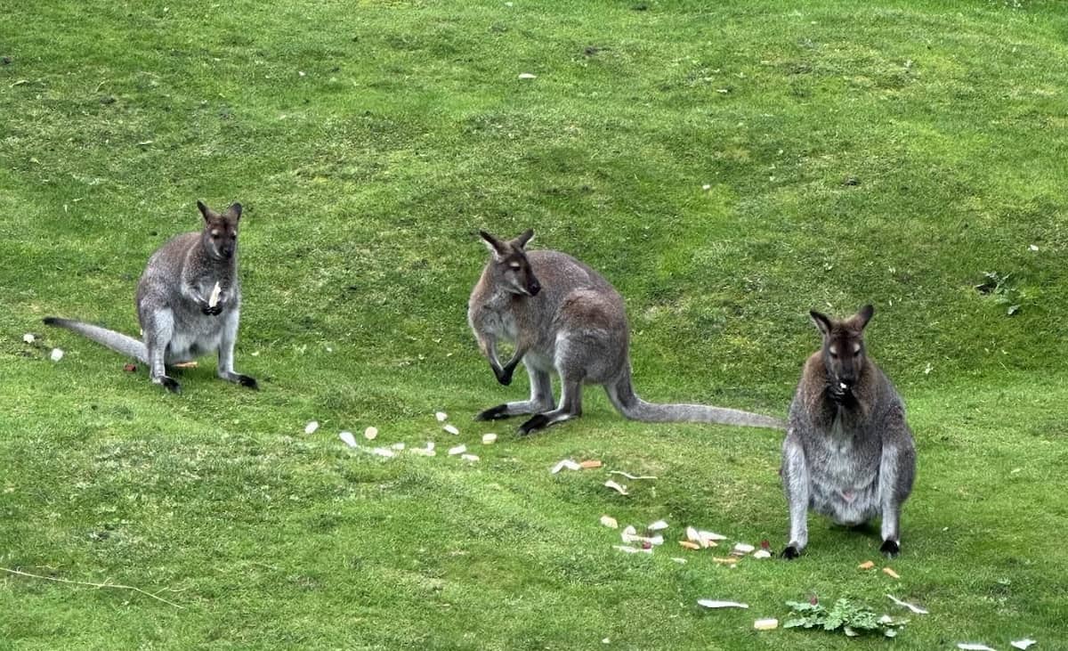 London Zoo