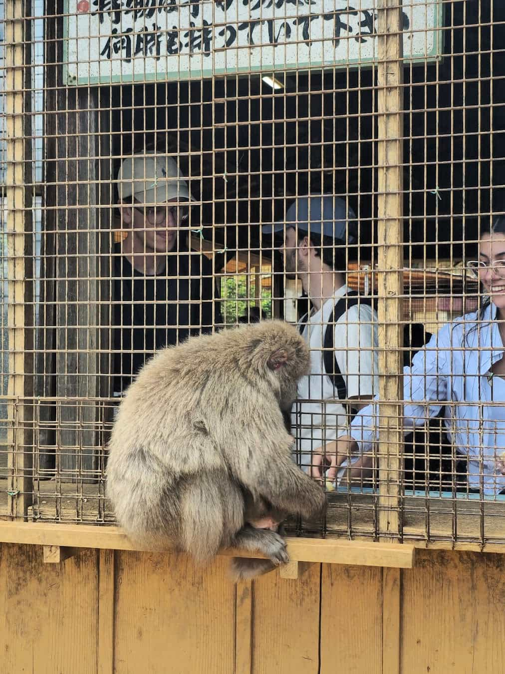 Monkey Park, Japan