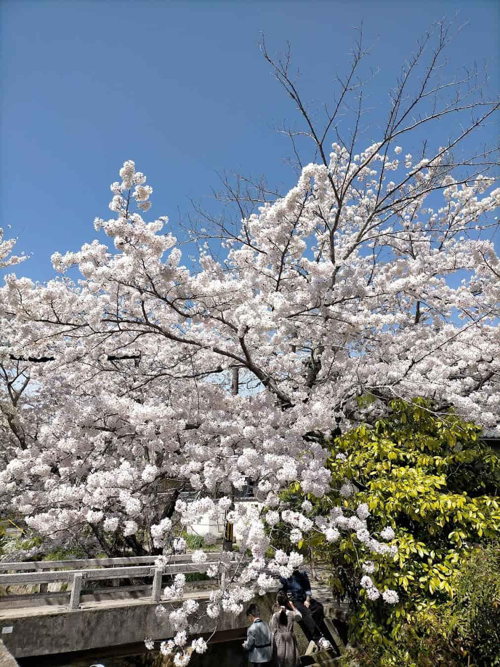 Philosopher's Path Cherry, Japan