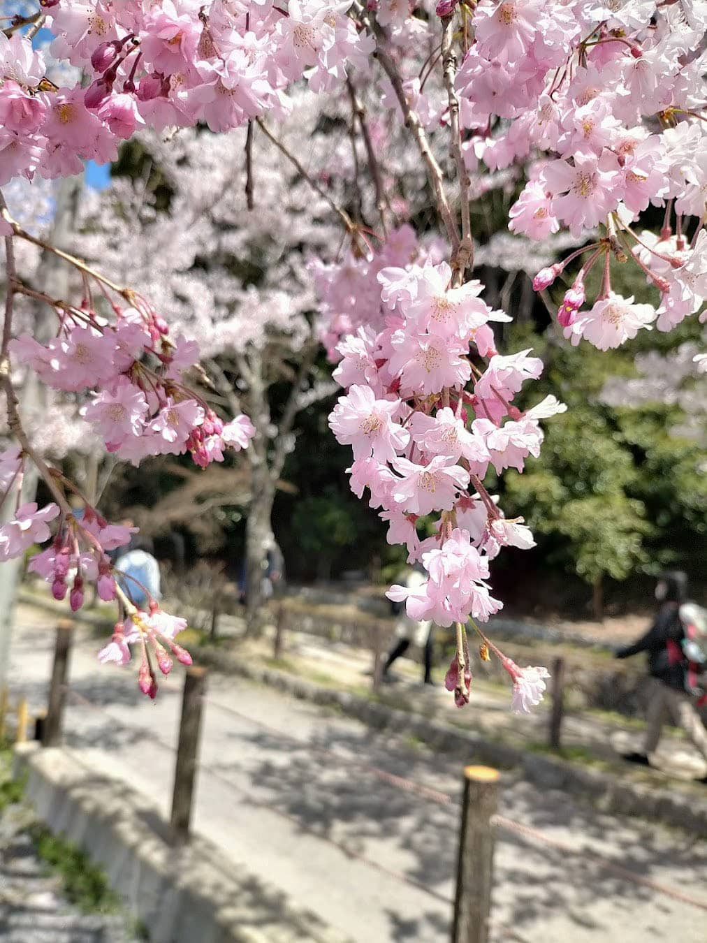 Philosopher's Path Cherry, Japan