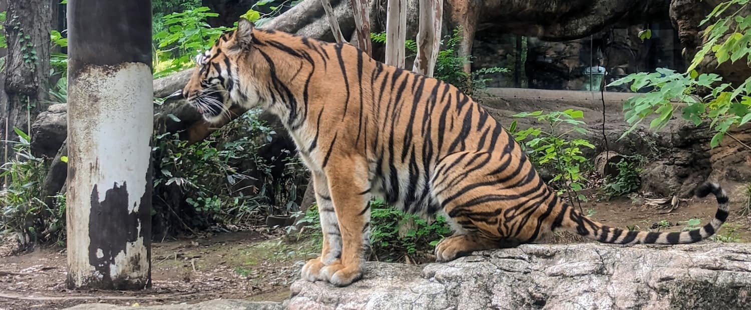 Ueno Zoo, Tokyo