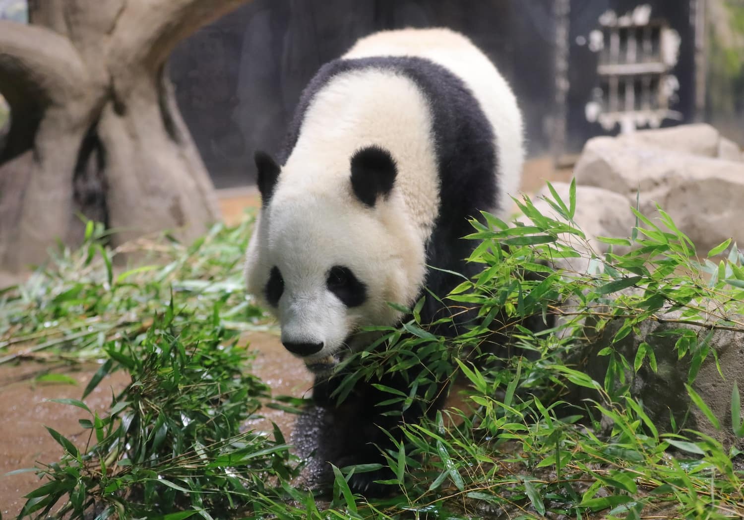 Ueno Zoo, Tokyo