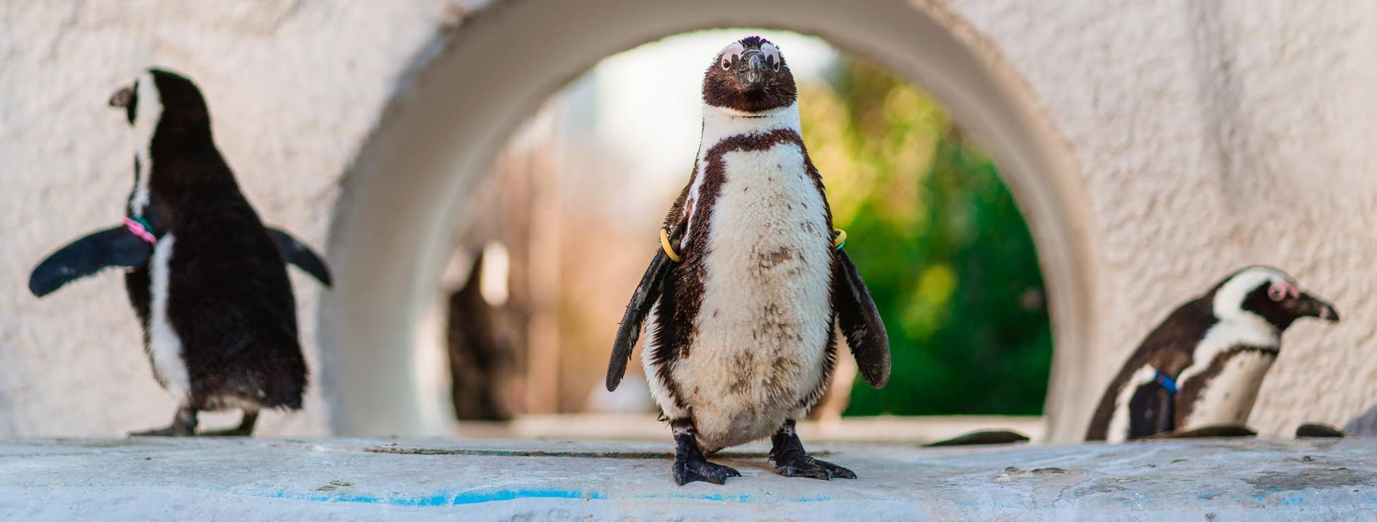 Ueno Zoo, Tokyo