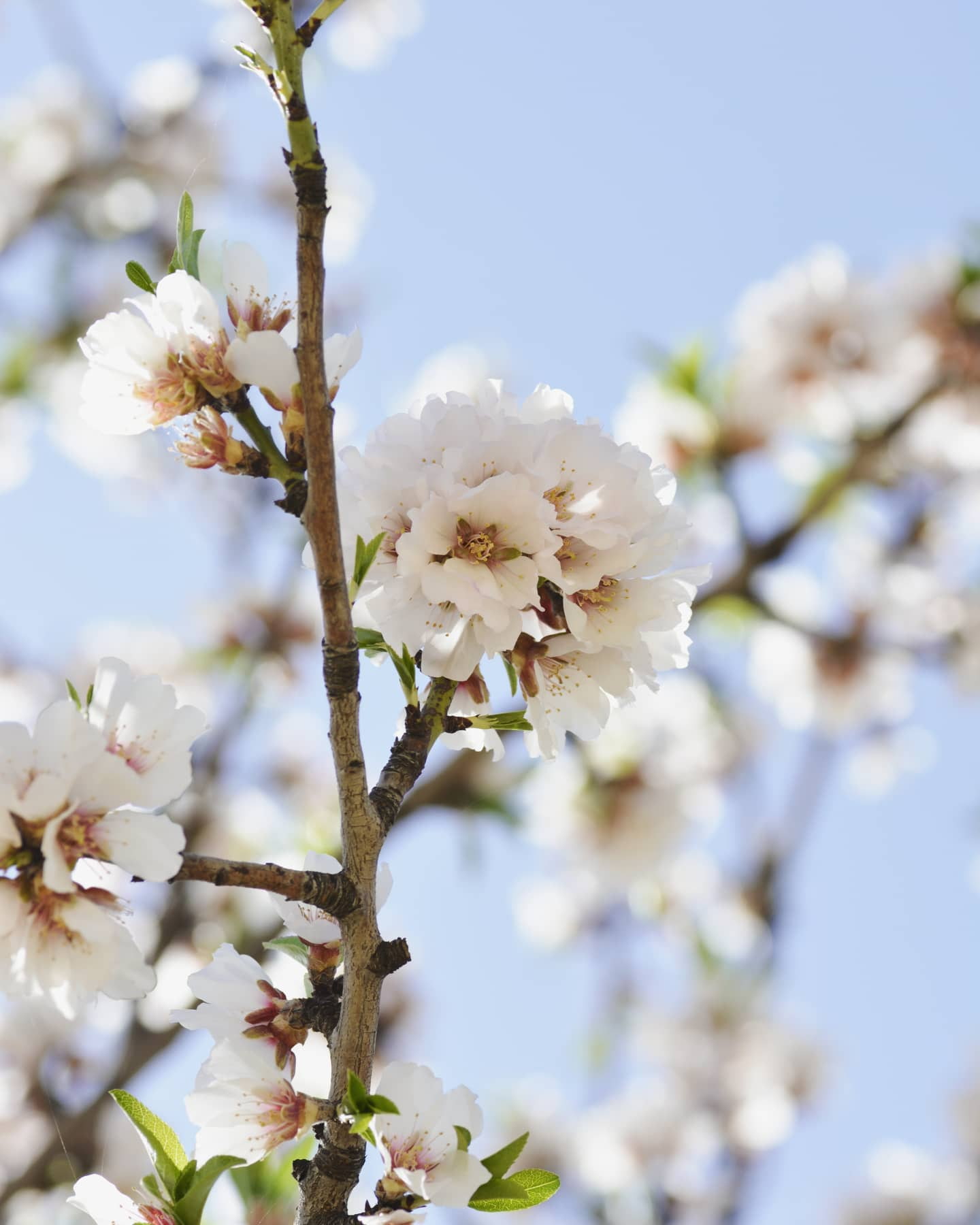 Almond Blossom Festival in Agrigento