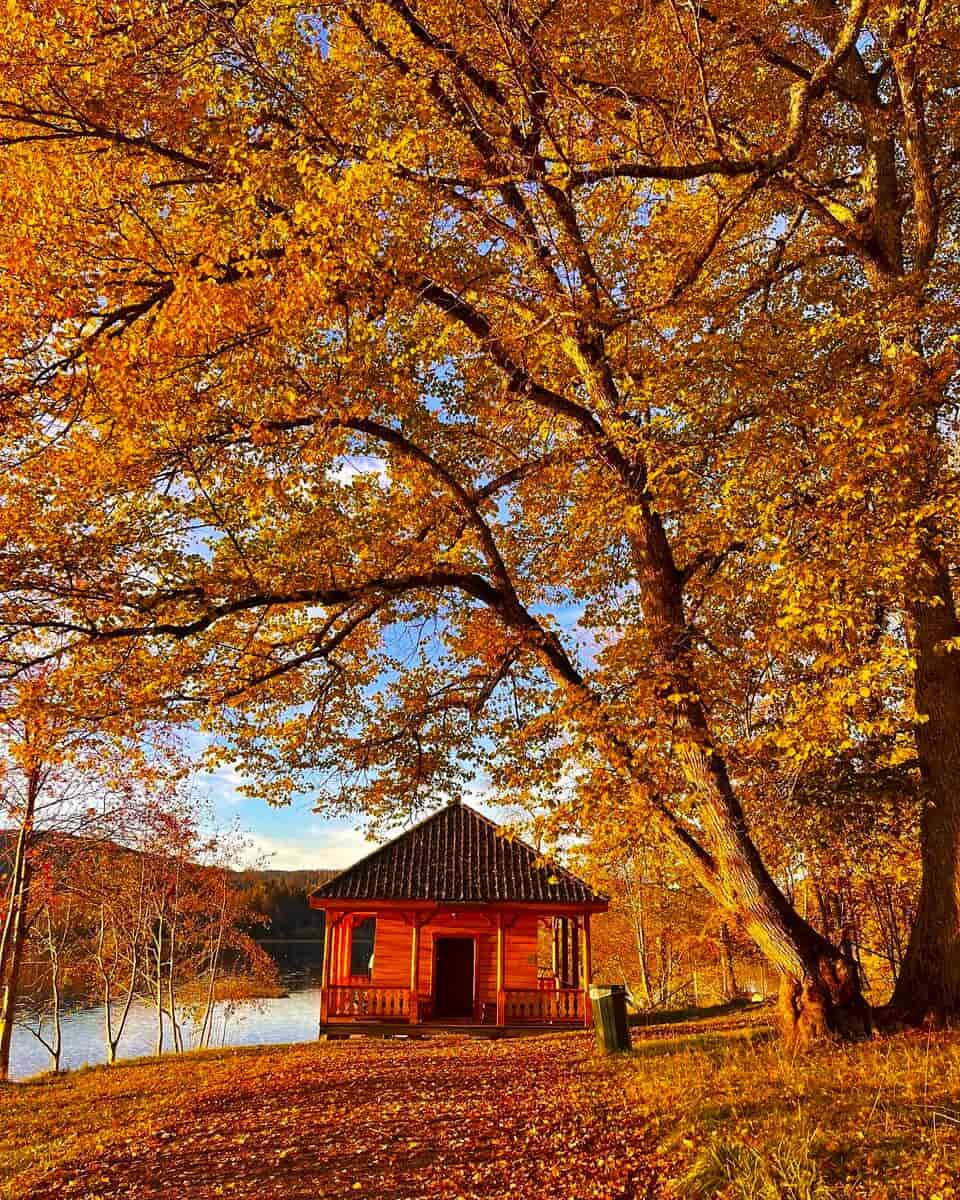 Autumn in Nordmarka forest