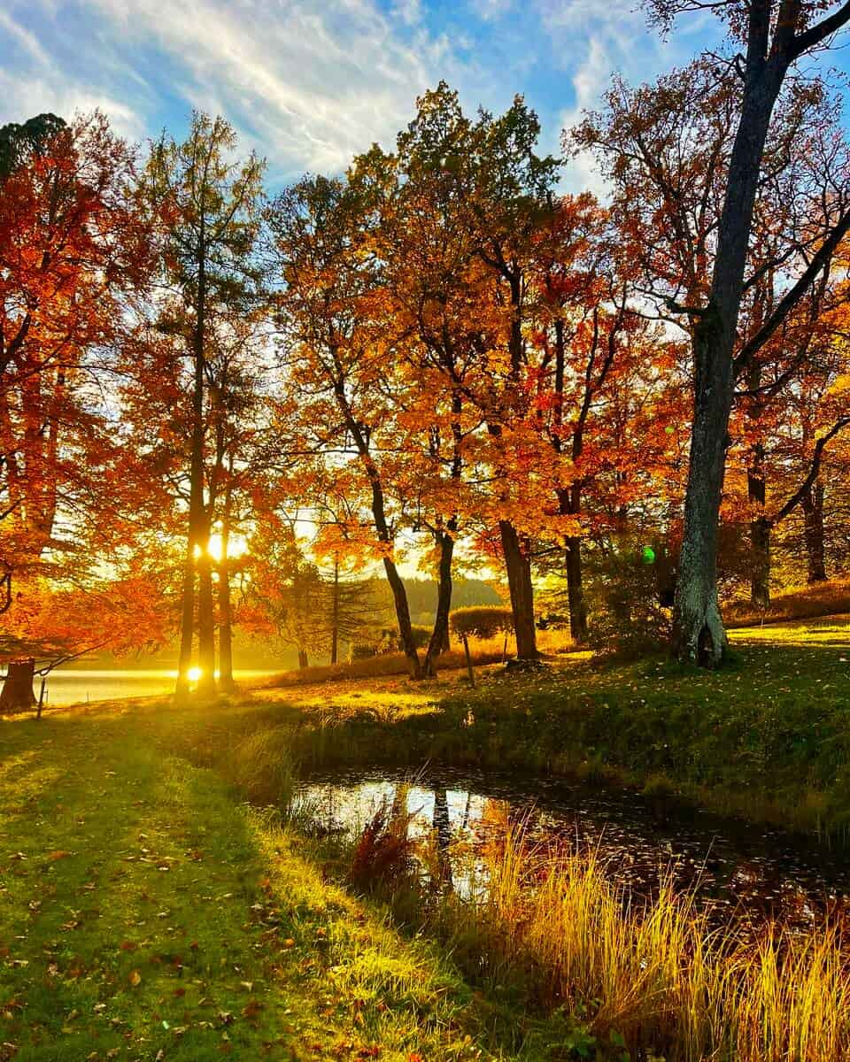 Autumn in Nordmarka forest