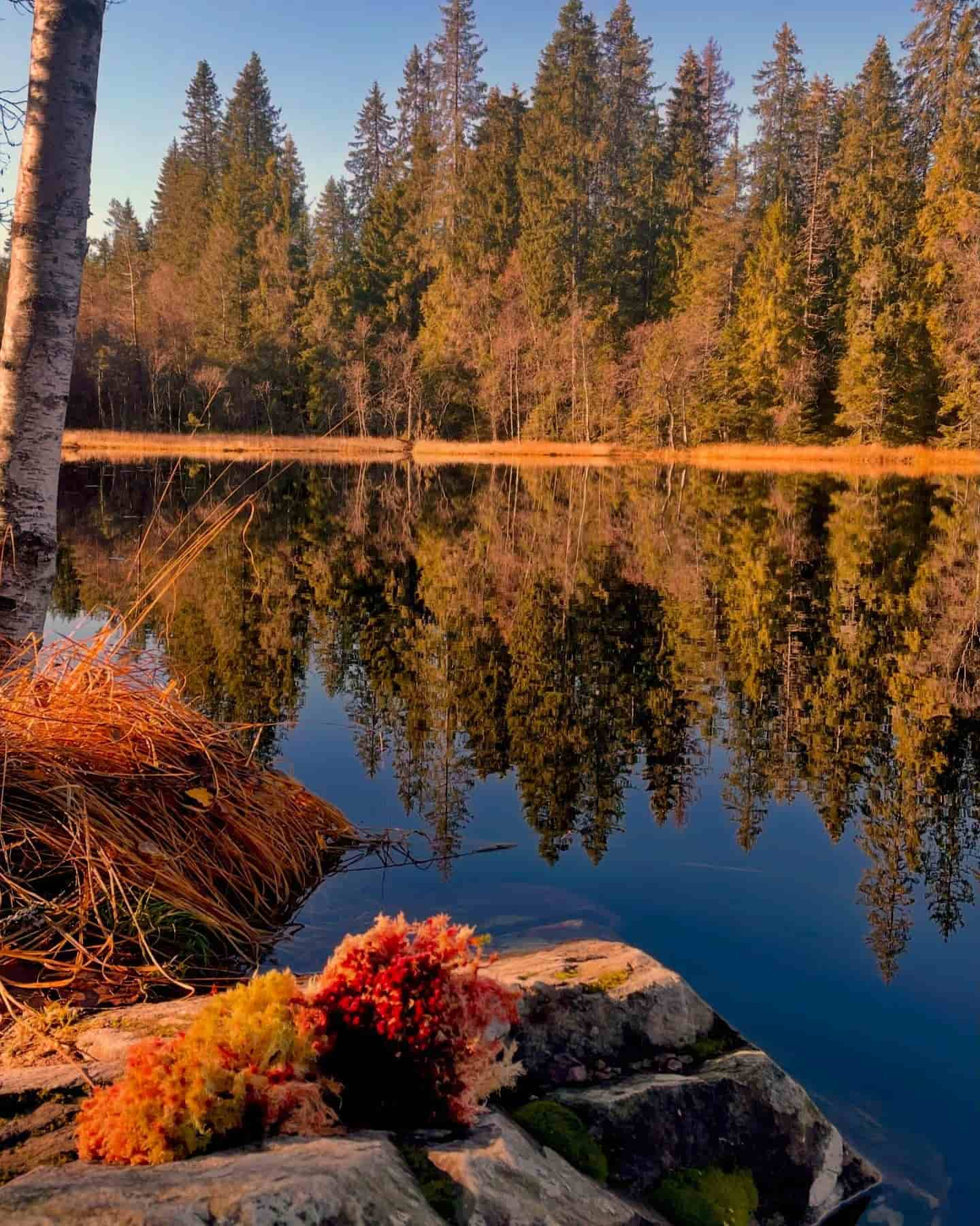 Autumn in Nordmarka forest