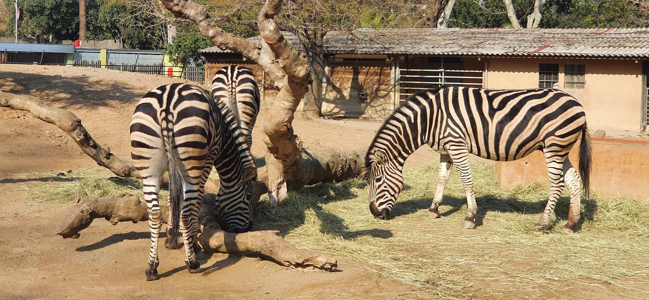 Barcelona Zoo