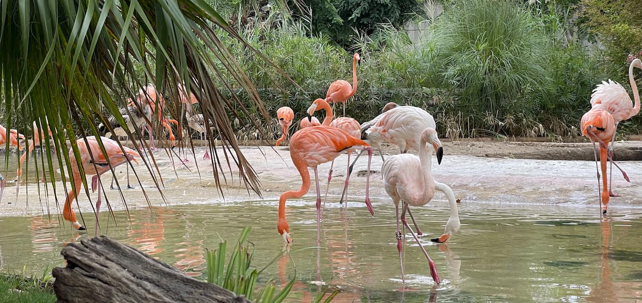 Barcelona Zoo