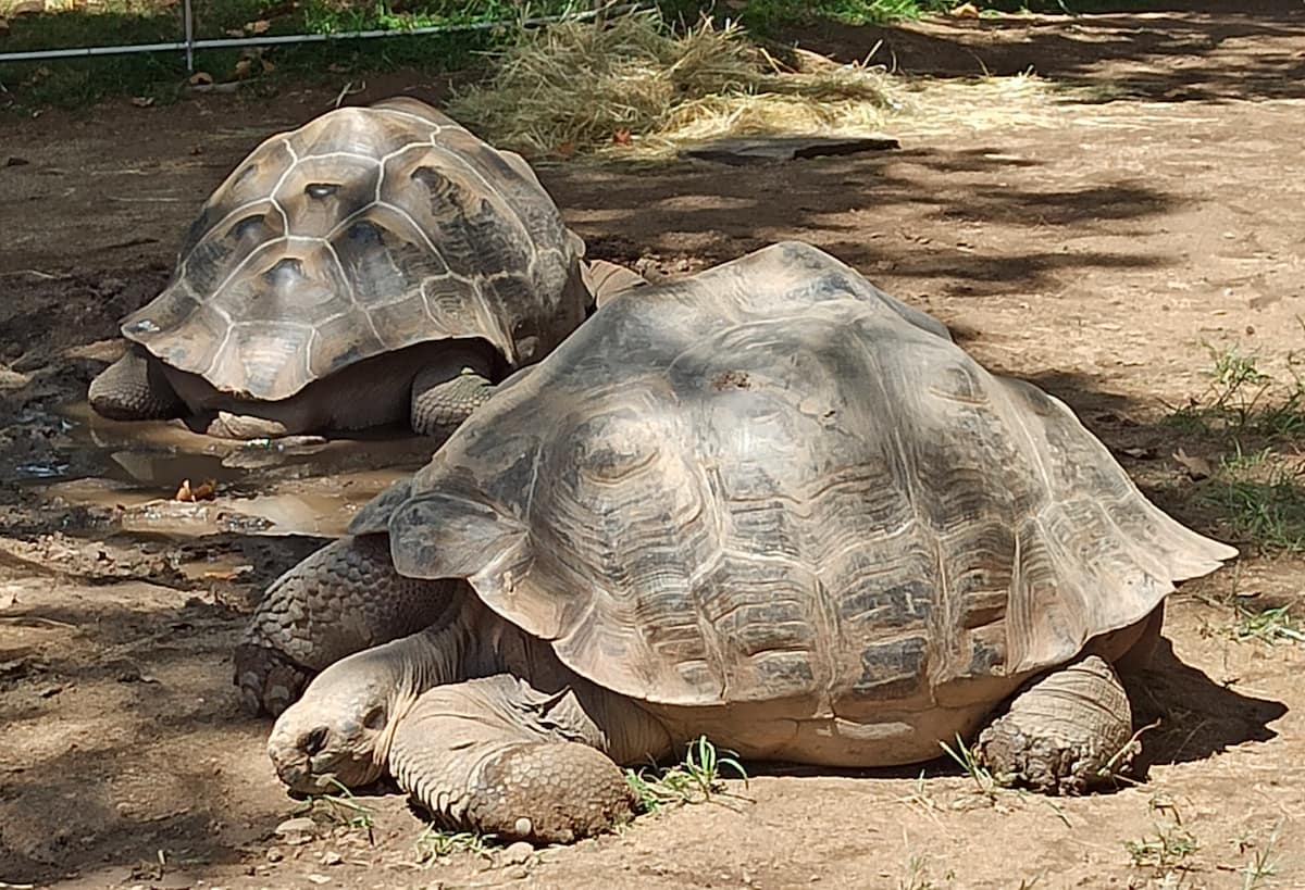 Barcelona Zoo