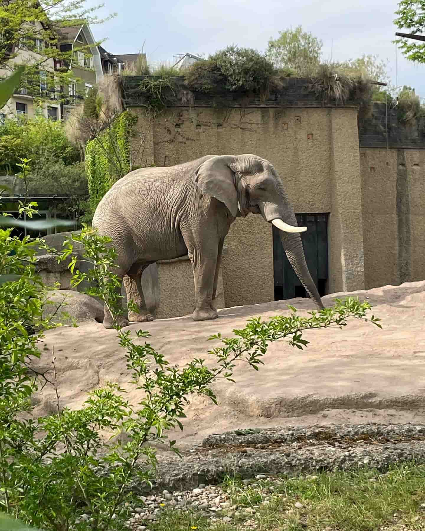 Bazel Zoo Elephant