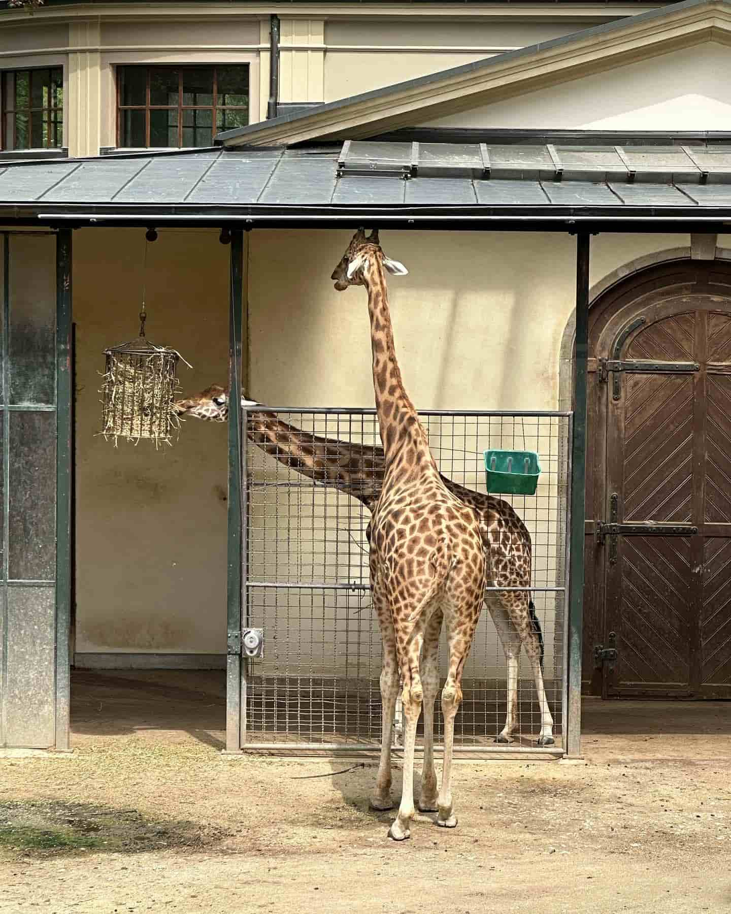 Bazel Zoo Giraffe