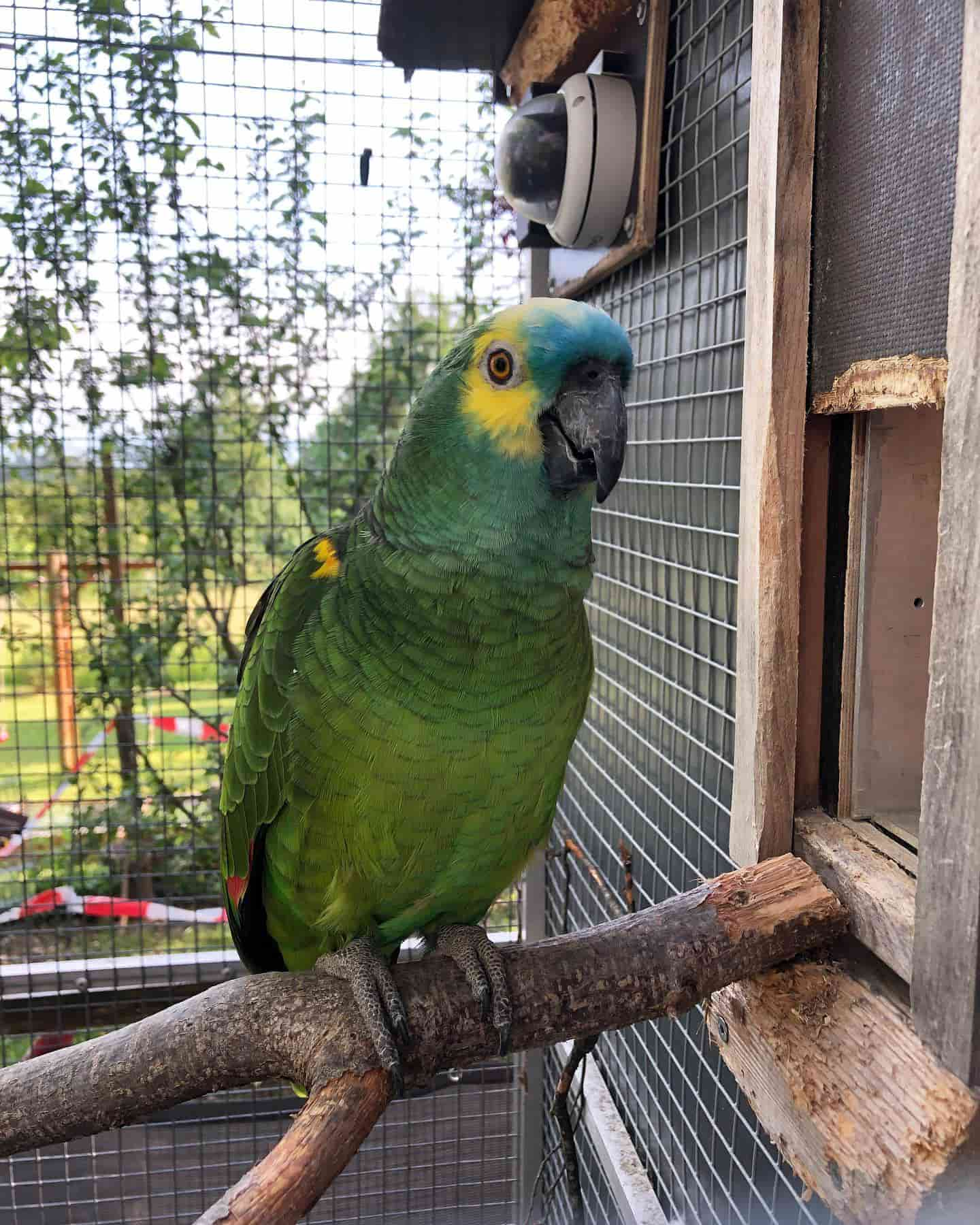 Bazel Zoo Parrot