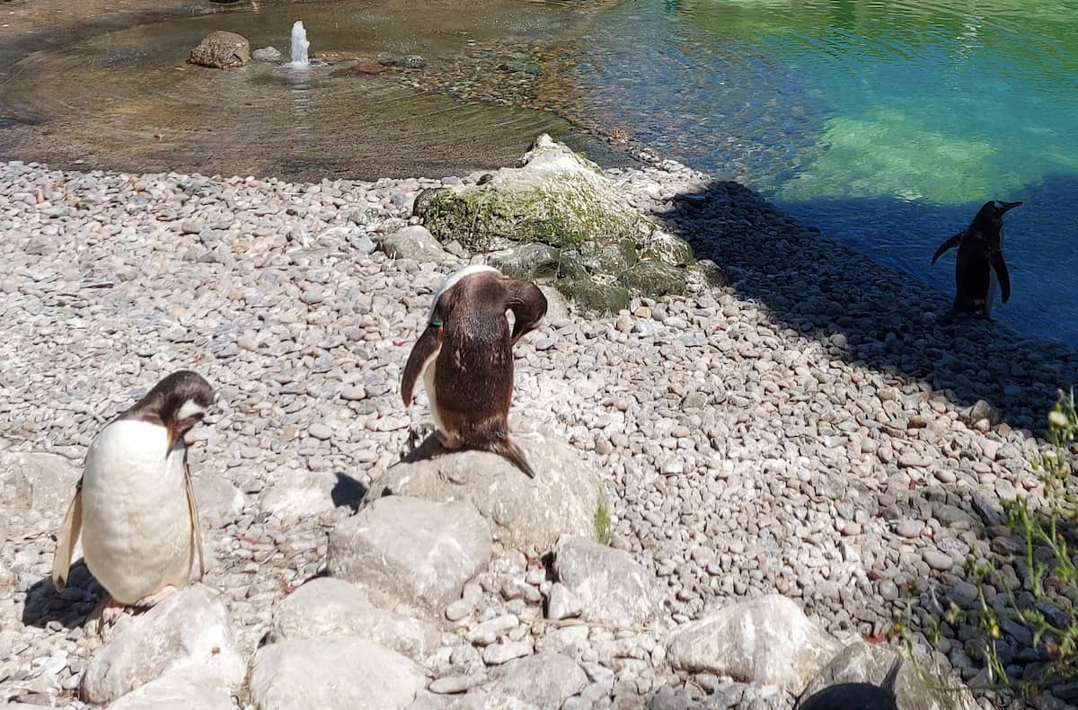 Belfast Zoo