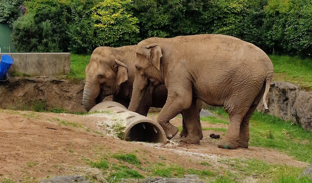 Belfast Zoo