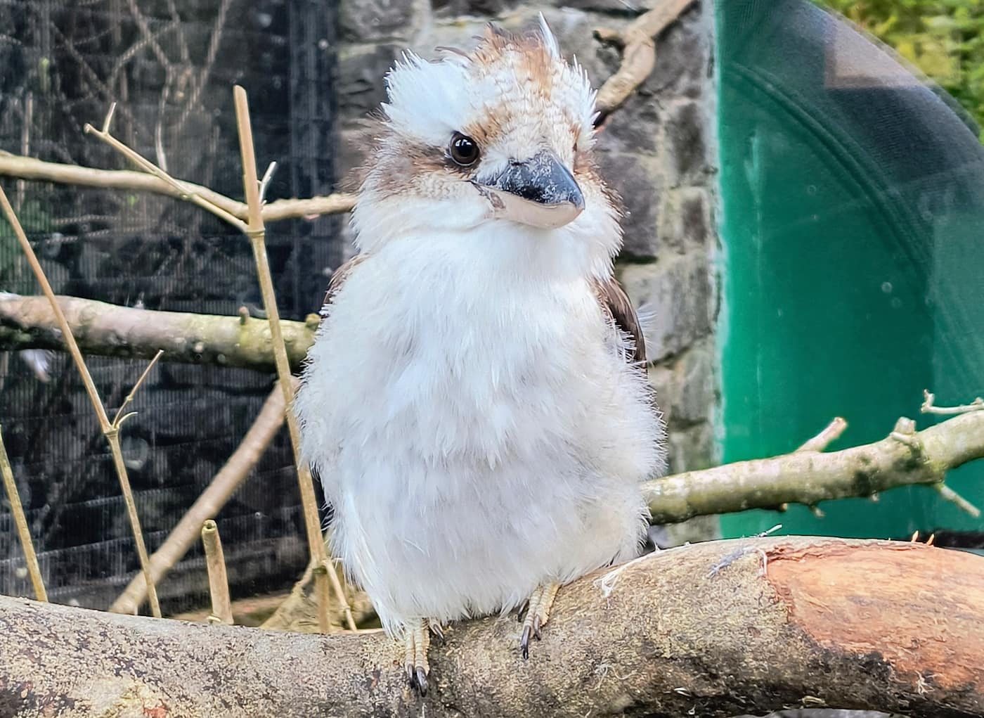 Belfast Zoo