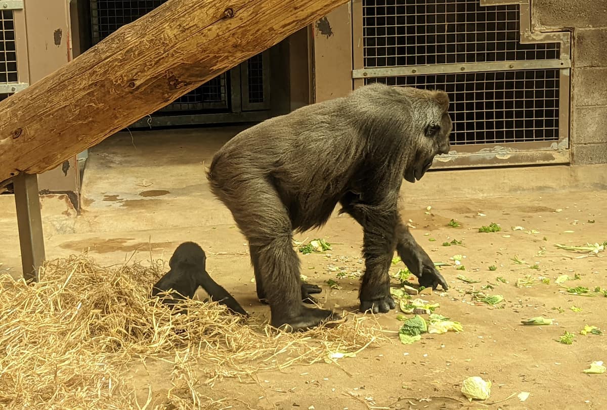 Belfast Zoo