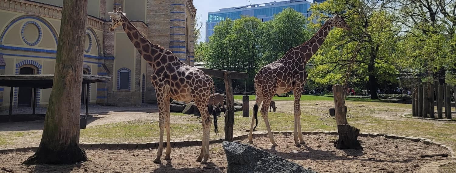 Berlin Zoo