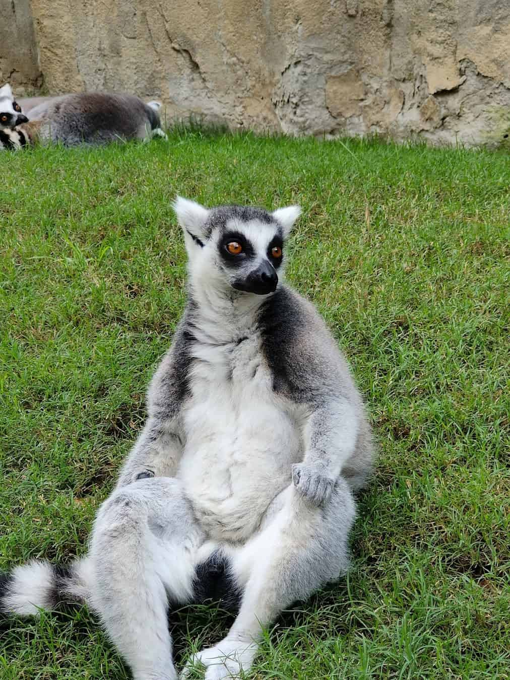 Bioparc Valencia Lemur, Spain