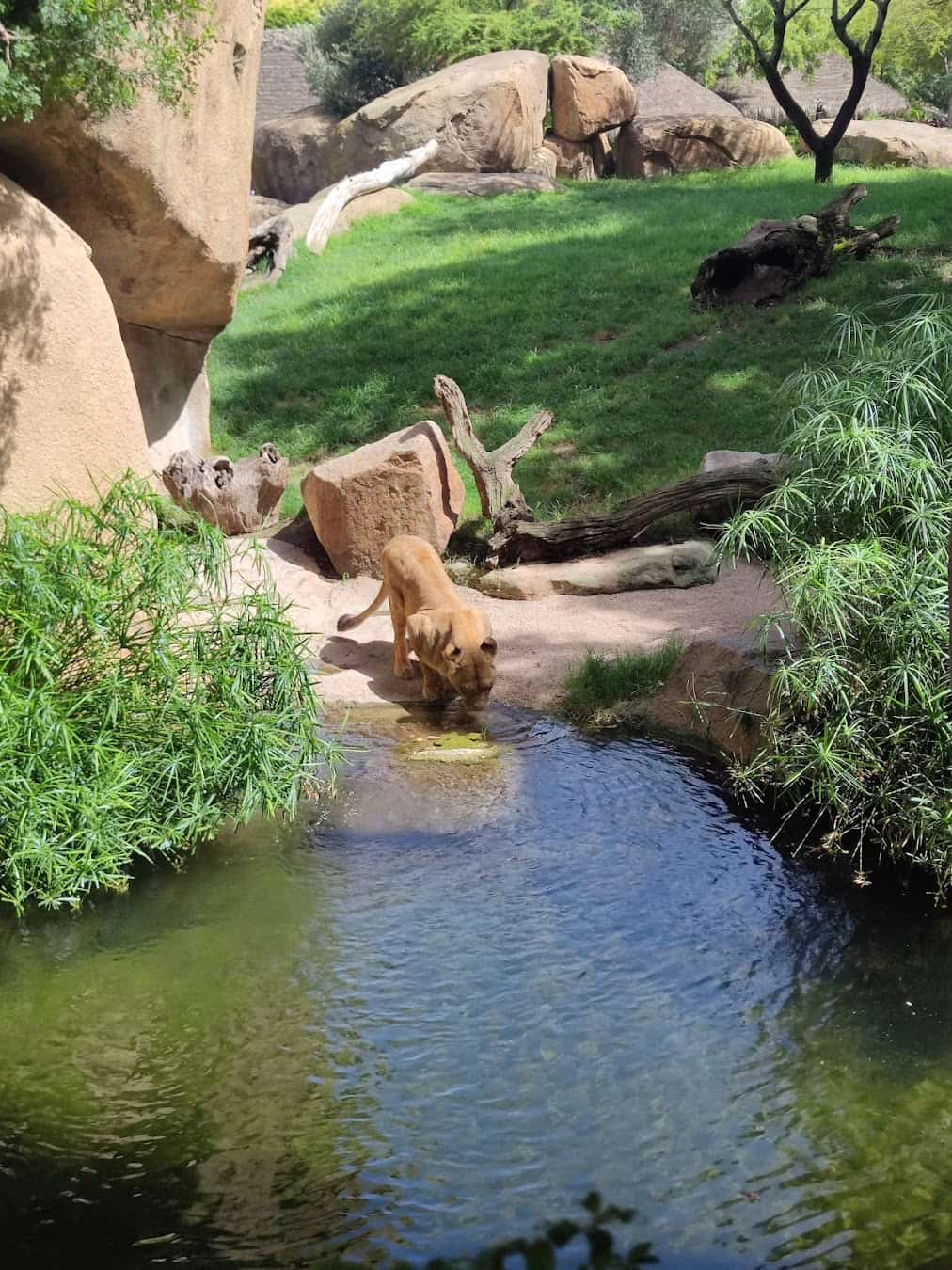 Bioparc Valencia Lion,Spain