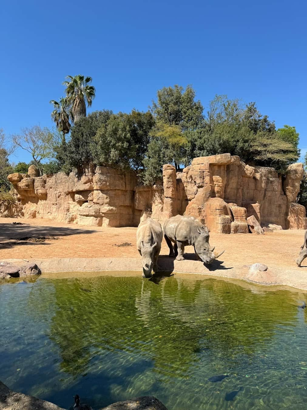 Bioparc Valencia Rhinoceros, Spain