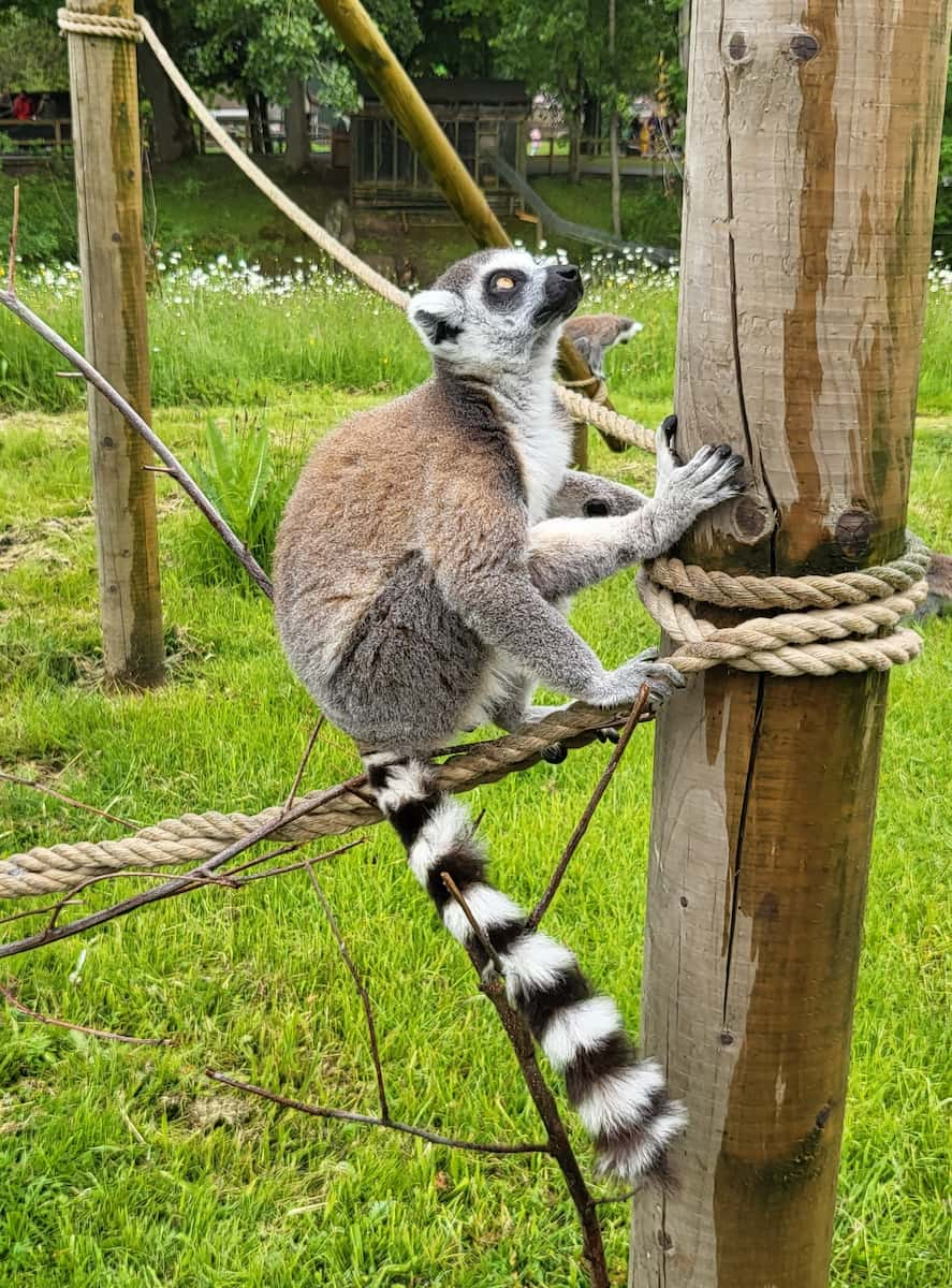 Blackpool Zoo