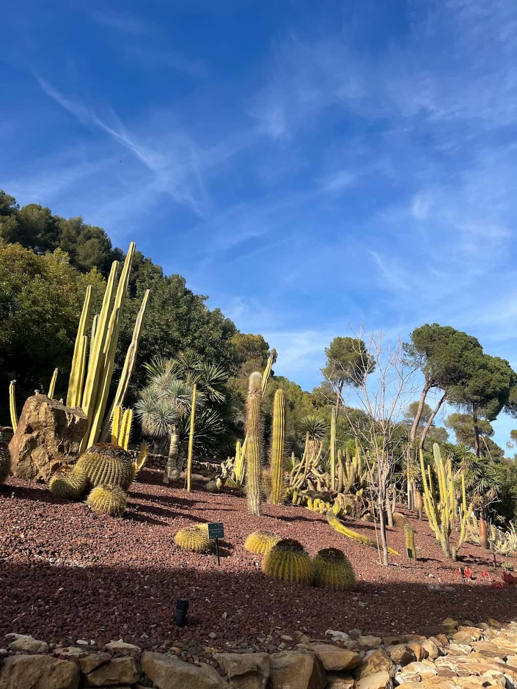 Botanical Gardens Cactus, Spain