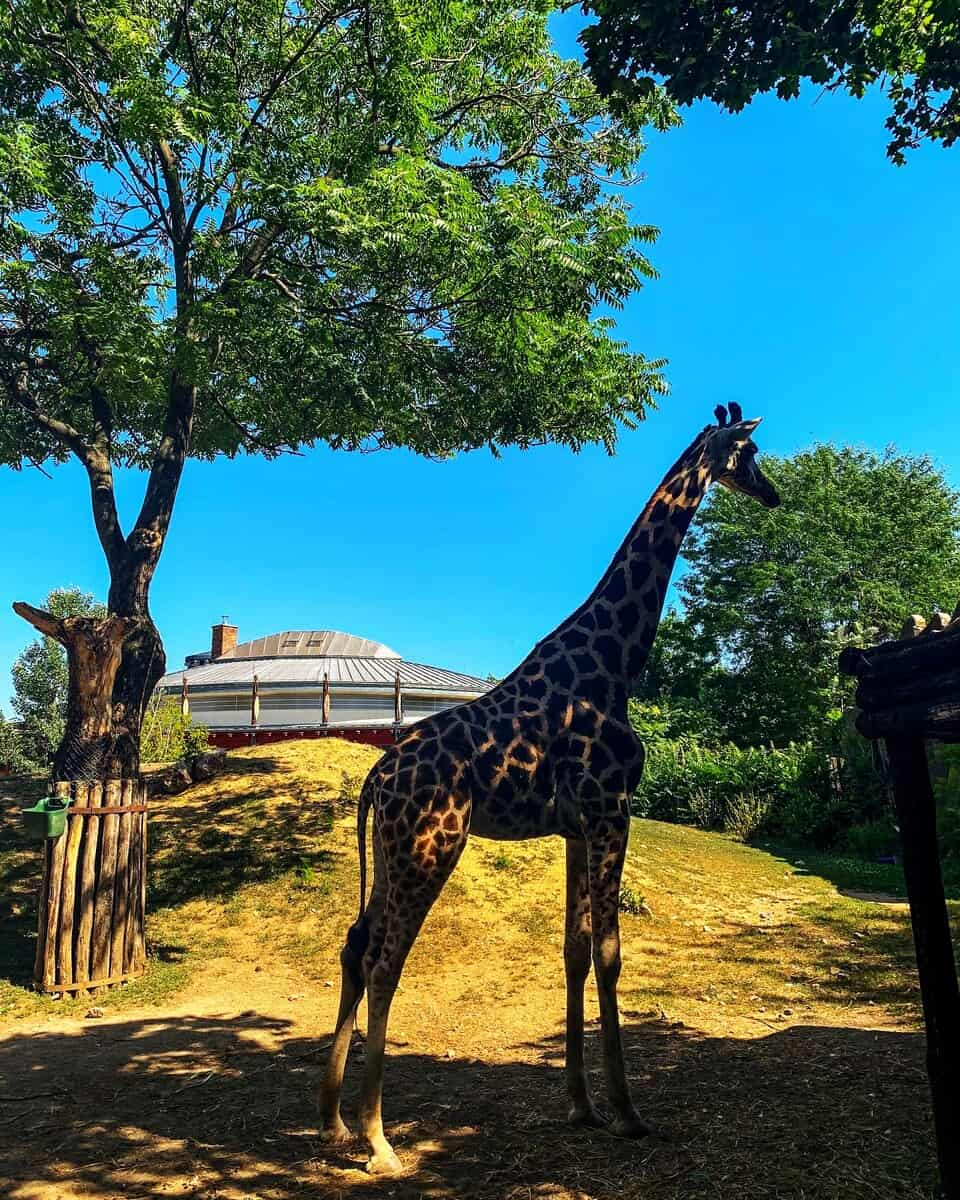 Budapest Zoo, Budapest