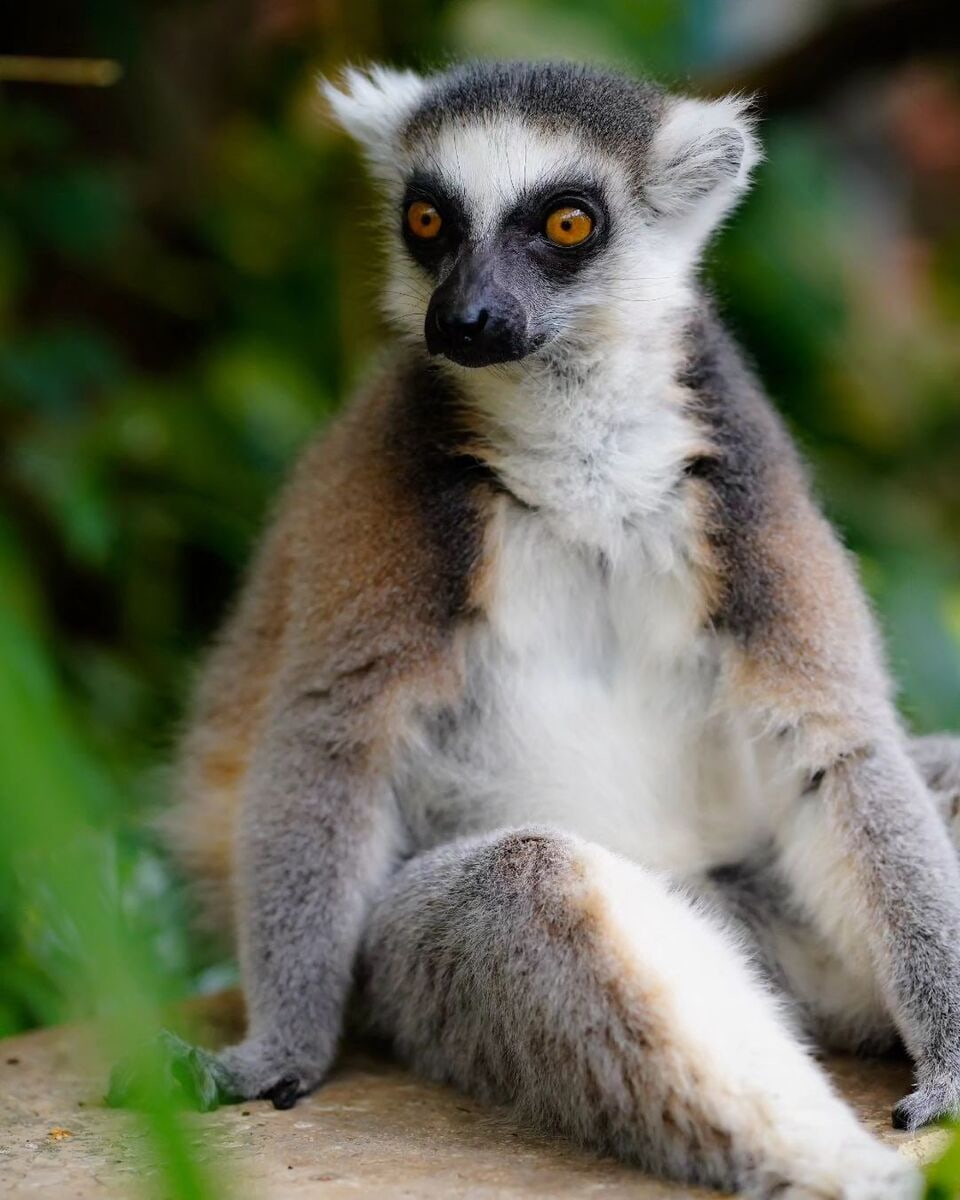 Budapest Zoo, Budapest