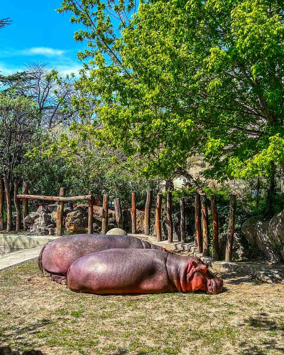 Budapest Zoo, Budapest