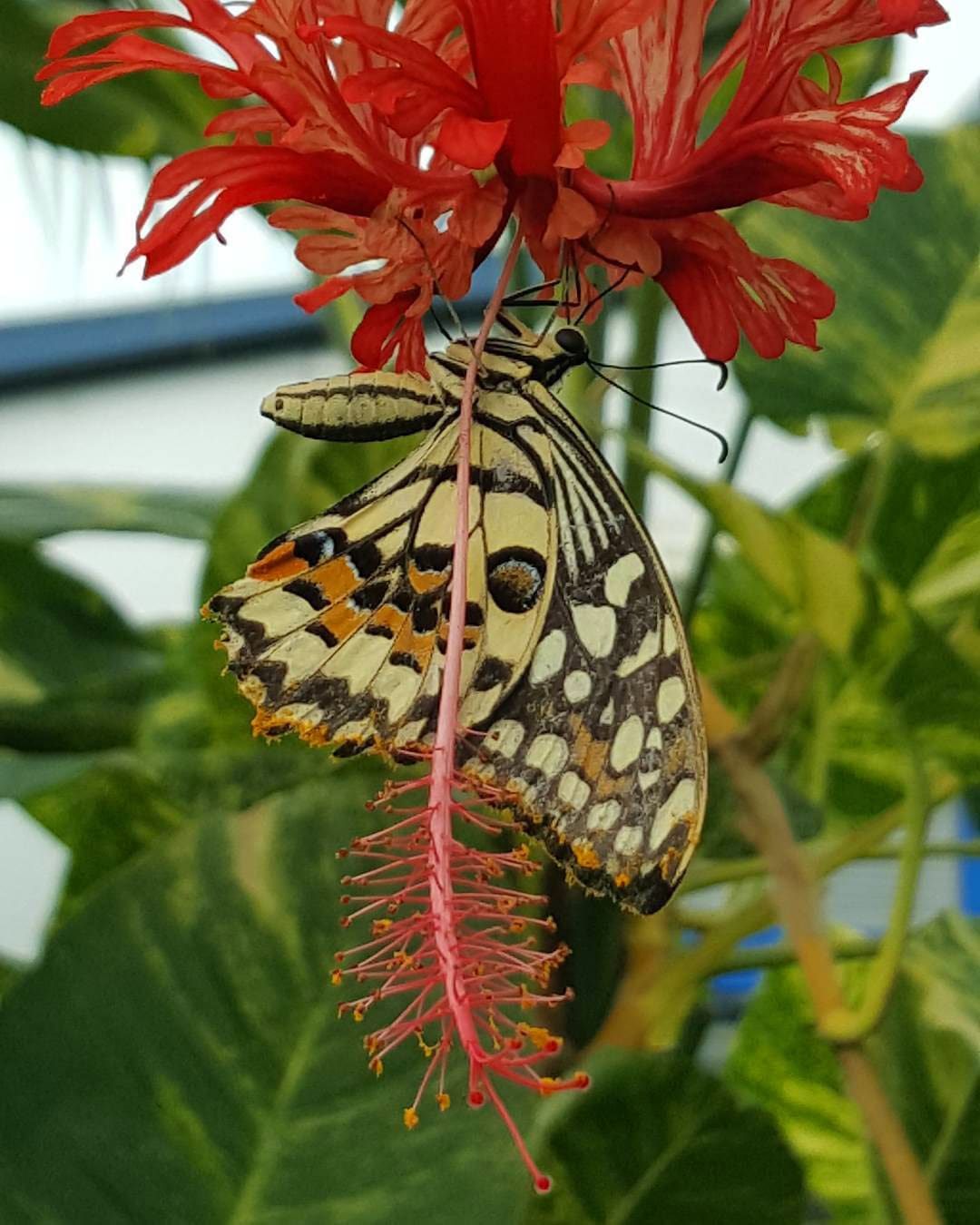 Butterfly Garden, Granada