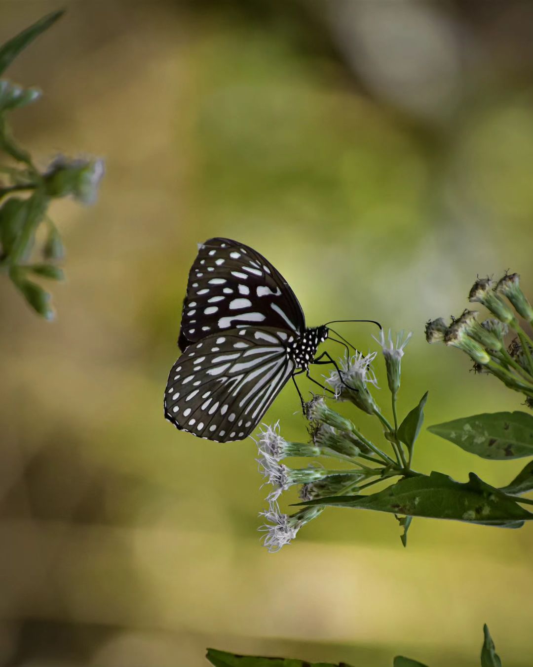 Butterfly Garden, Granada