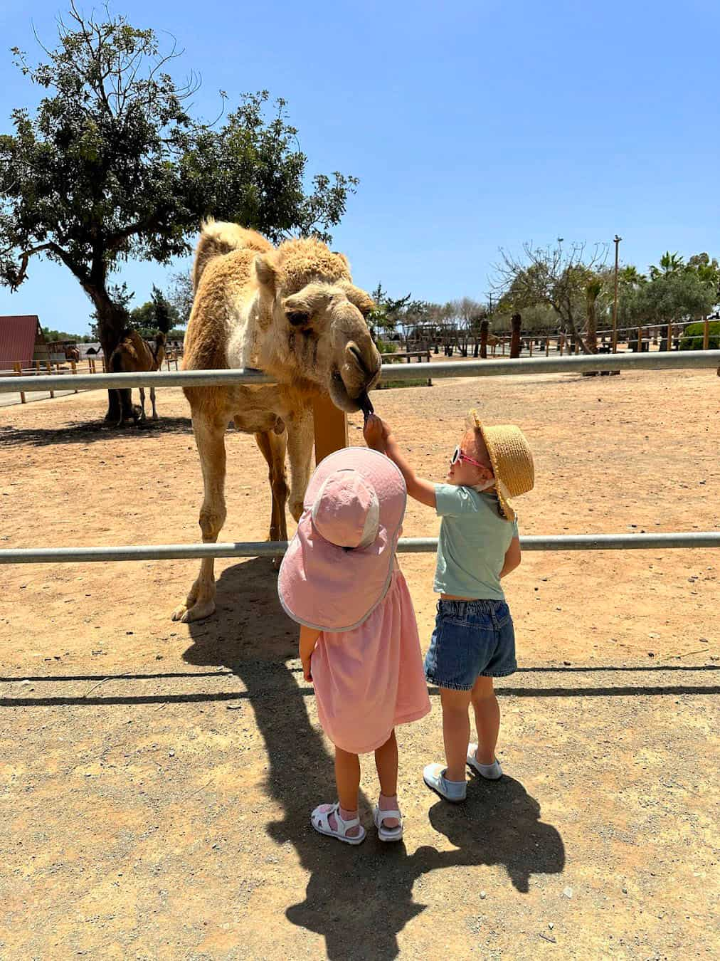 Camel Park Mazotos, Cyprus