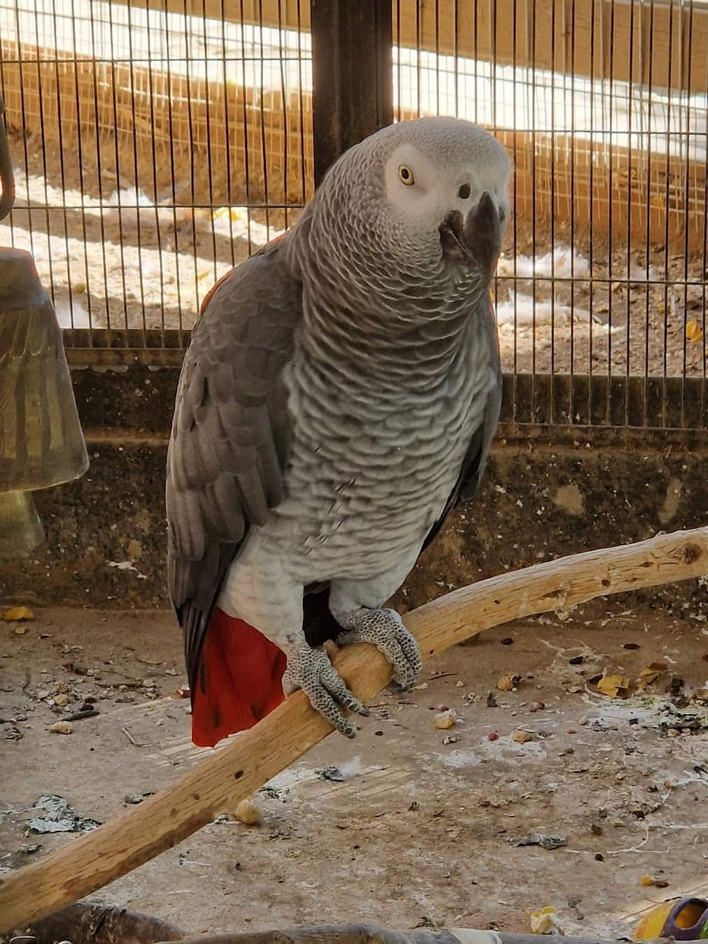 Camel Park Mazotos Parrot, Cyprus