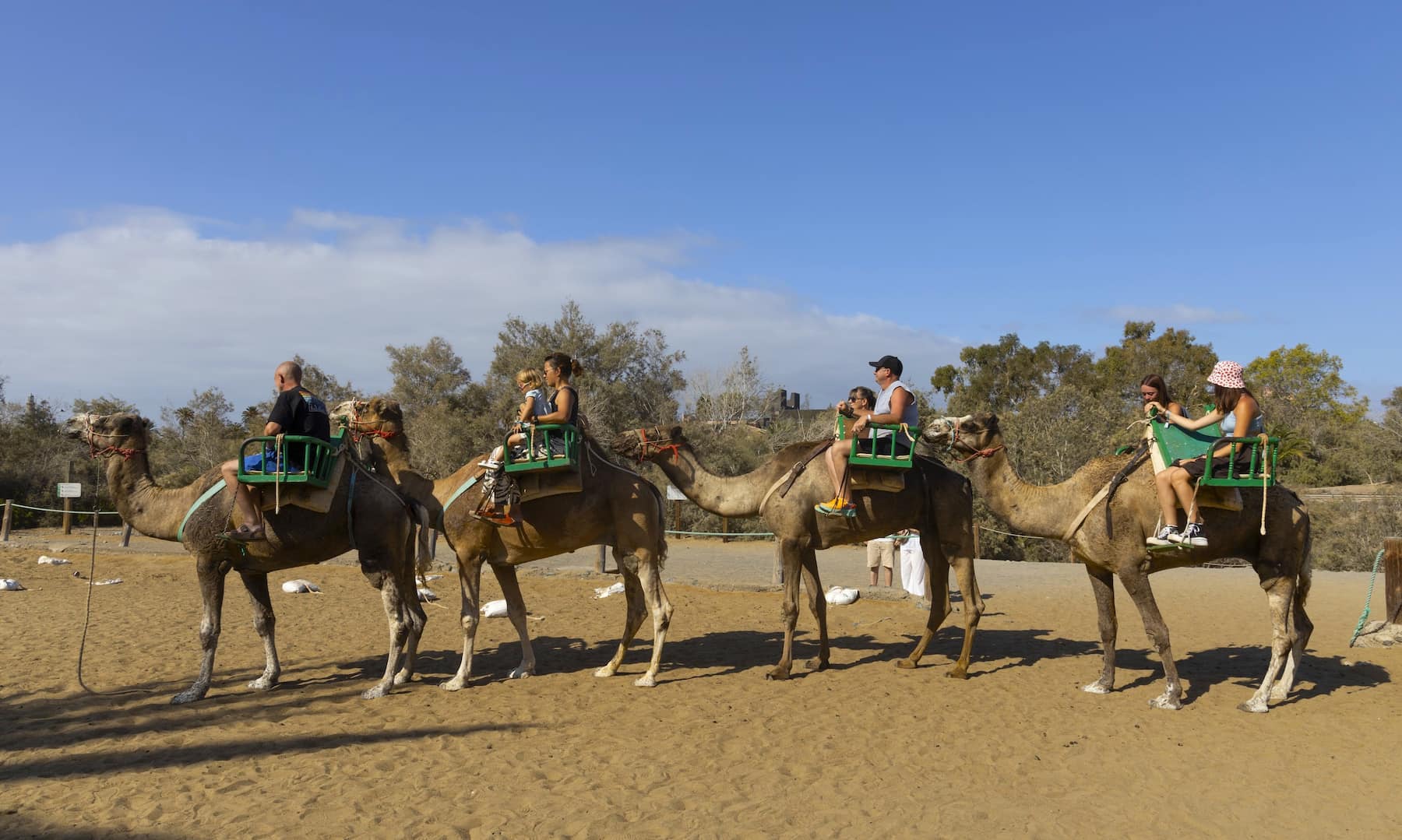 Camel Rides in Maspalomas