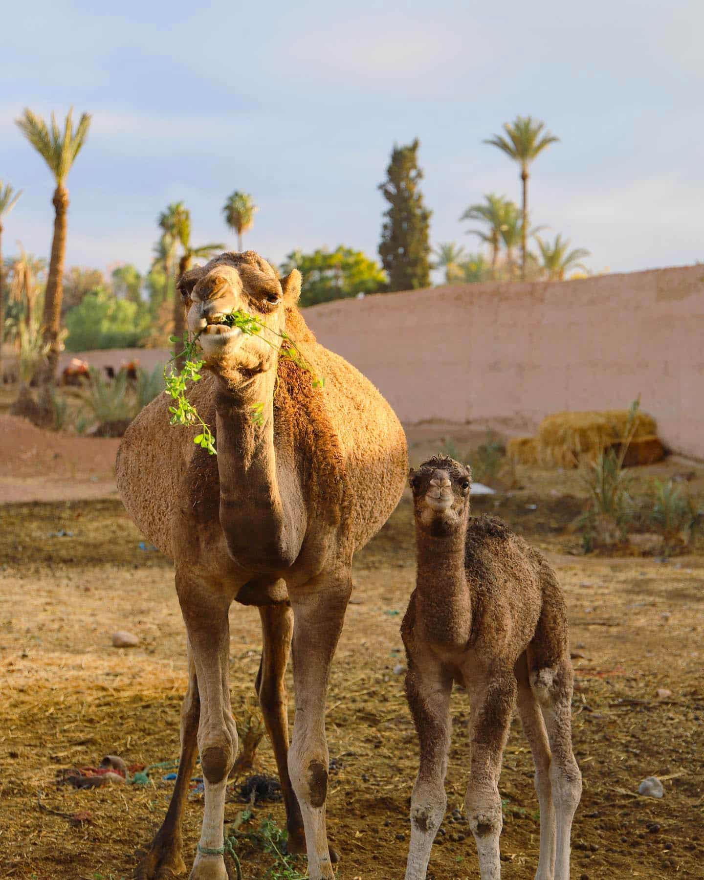 Camel Rides, Marrakech