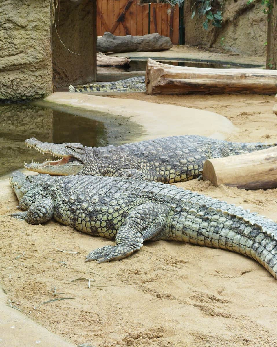 Cologne Zoo