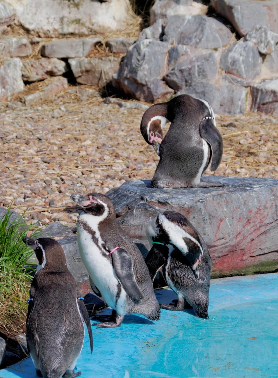 Cologne Zoo