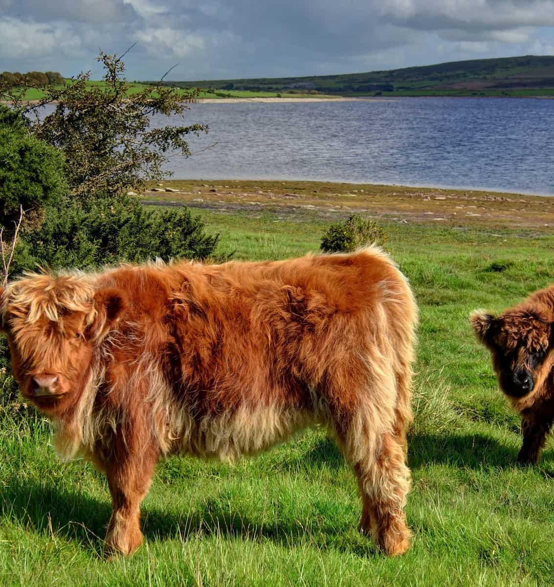 Cornwall, Bodmin Moor