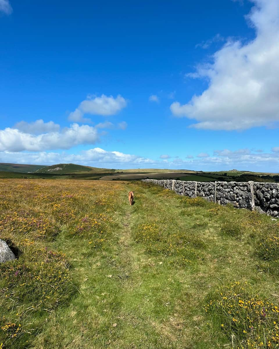 Cornwall, Dartmoor National Park