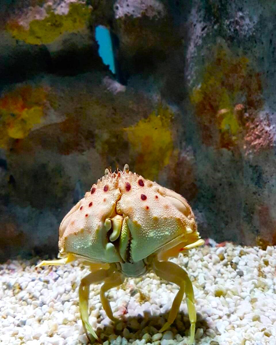 Crab at CretAquarium