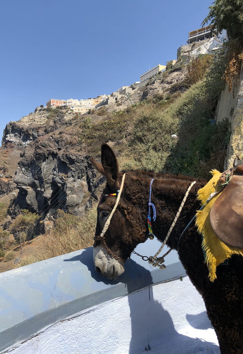 Santorini Donkey Rescue