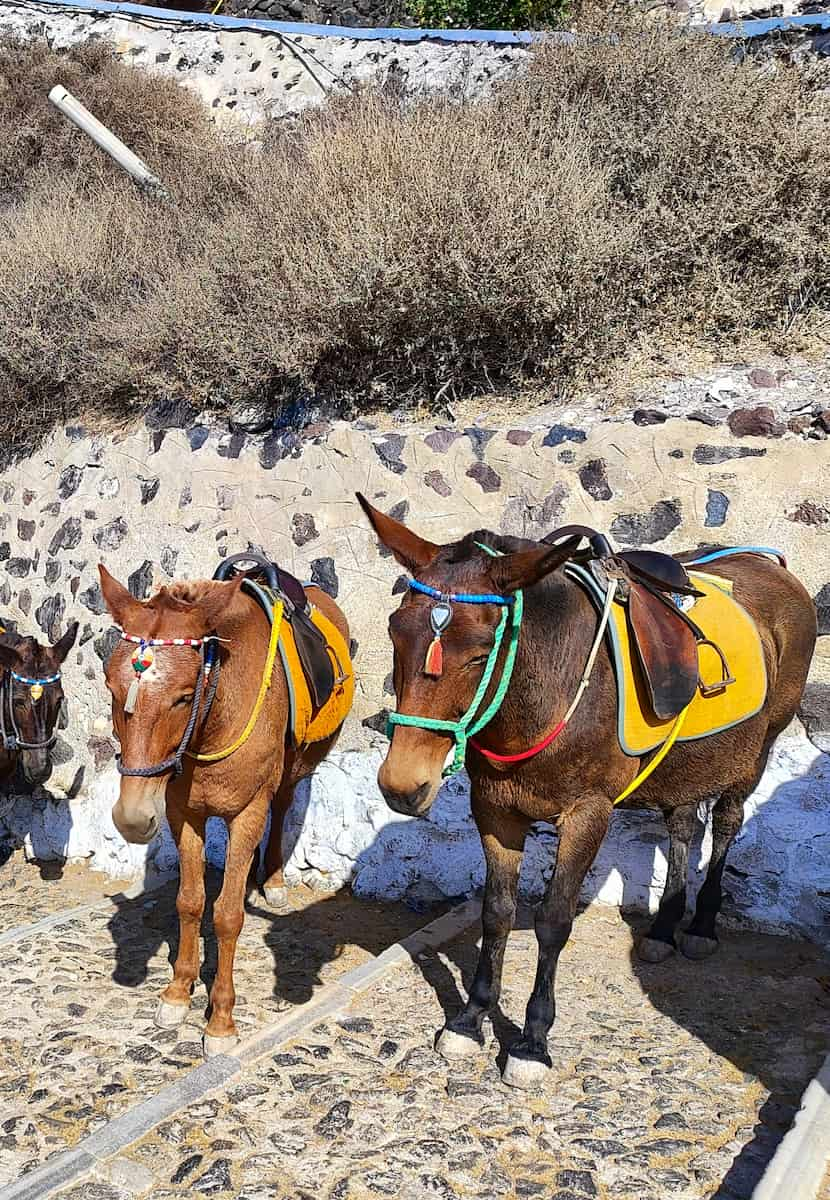 Santorini Donkey Rescue