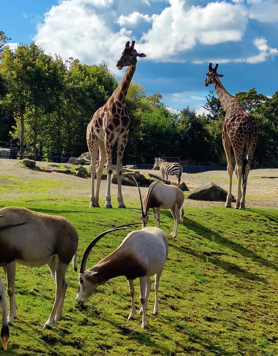 Dublin Zoo