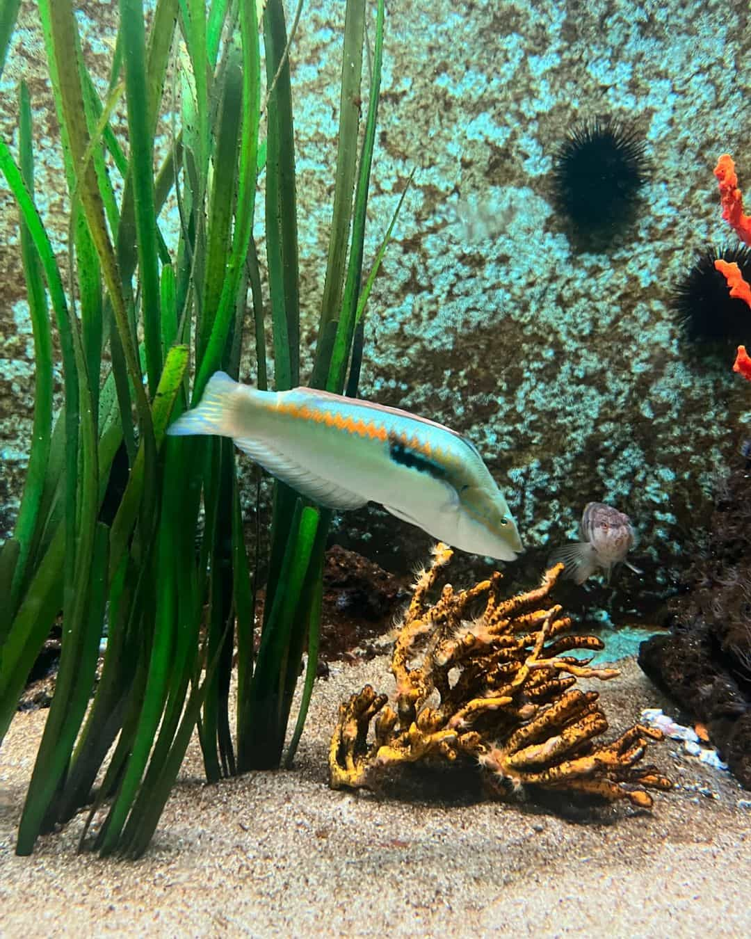 Dubrovnik Aquarium Fish