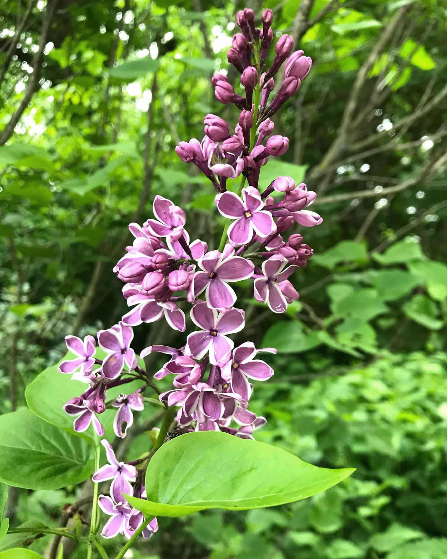 English Garden Flowers, Germany