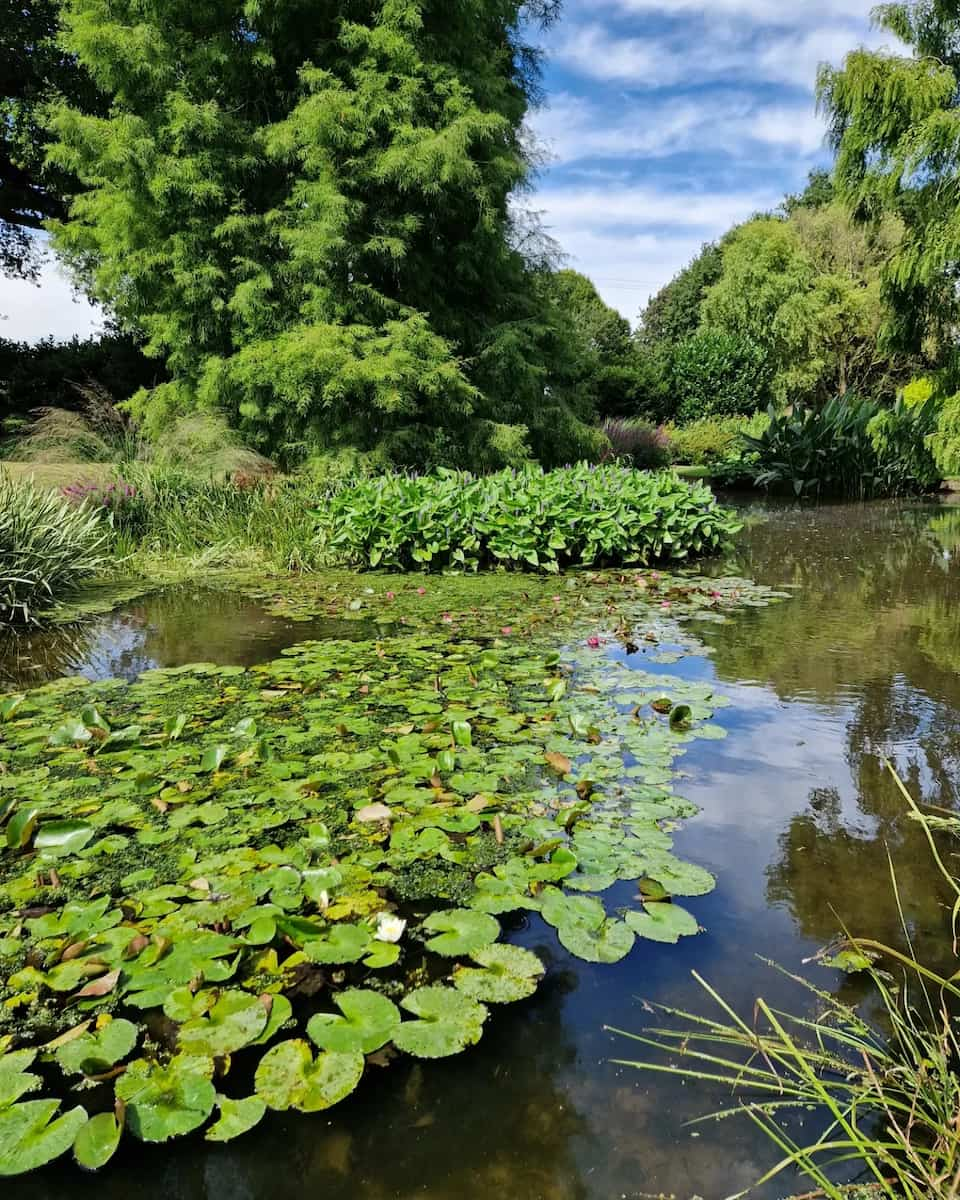 Essex: Beth Chatto Gardens