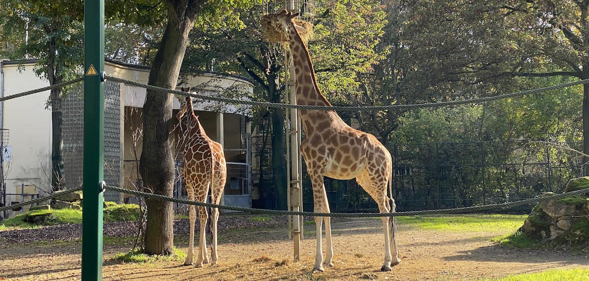 Frankfurt Zoo